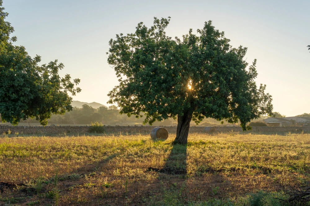 Puesta de sol en la campiña rural de Santa María del Cami.